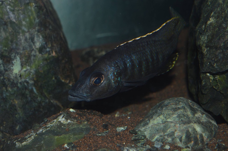 Stigmatochromis melanchros